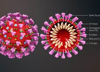 Trung Tâm Kiểm Soát Dịch Bệnh British Columbia, Canada Giải Tỏa 11 Điều Lầm Tưởng Về Vi Khuẩn Corona